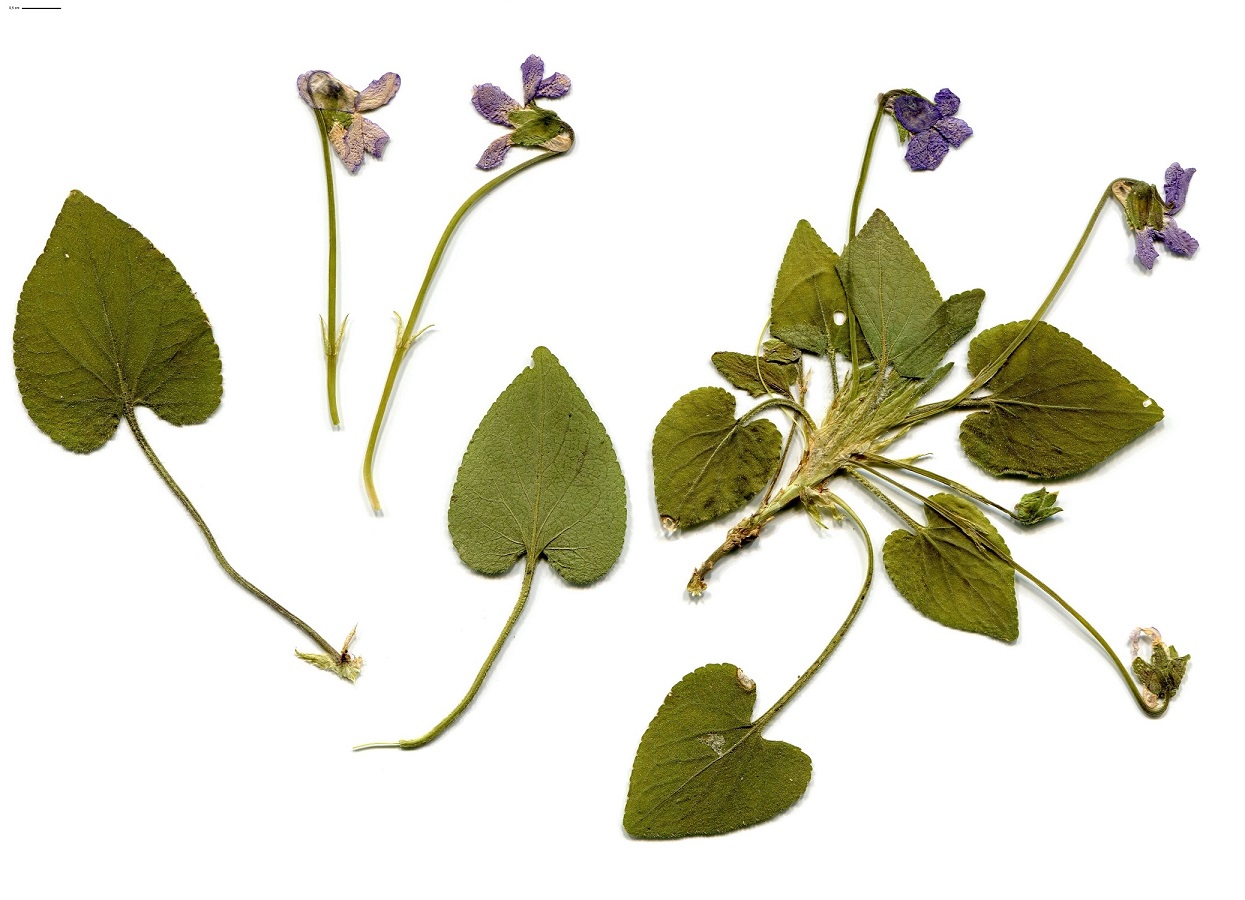 Viola hirta (Violaceae)